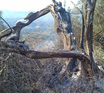 &Omicron;&lambda;&omicron;&kappa;&lambda;&eta;&rho;&omega;&mu;έ&nu;&omicron; &Sigma;ύ&sigma;&tau;&eta;&mu;&alpha; &Kappa;&alpha;&theta;&eta;&mu;&epsilon;&rho;&iota;&nu;ή&sigmaf; &Pi;&rho;ό&beta;&lambda;&epsilon;&psi;&eta;&sigmaf; &Kappa;&iota;&nu;&delta;ύ&nu;&omega;&nu; &Epsilon;&kappa;&delta;ή&lambda;&omega;&sigma;&eta;&sigmaf; &Pi;&upsilon;&rho;&kappa;&alpha;&gamma;&iota;ά&sigmaf; &sigma;&tau;&eta;&nu; &Pi;&epsilon;&lambda;&omicron;&pi;ό&nu;&nu;&eta;&sigma;&omicron;