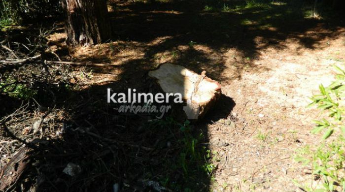 &Kappa;ό&beta;&omicron;&upsilon;&nu; &xi;ύ&lambda;&alpha; &alpha;&pi;ό ά&lambda;&sigma;&eta; &kappa;&alpha;&iota; &pi;ά&rho;&kappa;&alpha; &tau;&eta;&sigmaf; &Tau;&rho;ί&pi;&omicron;&lambda;&eta;&sigmaf; &gamma;&iota;&alpha; &nu;&alpha; &zeta;&epsilon;&sigma;&tau;&alpha;&theta;&omicron;ύ&nu; &hellip;