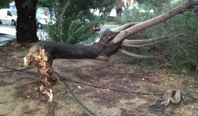 &laquo;&Xi;&epsilon;&rho;&iota;&zeta;ώ&theta;&eta;&kappa;&alpha;&nu;&raquo; &delta;έ&nu;&tau;&rho;&alpha; &sigma;&tau;&eta;&nu; &laquo;111&raquo;