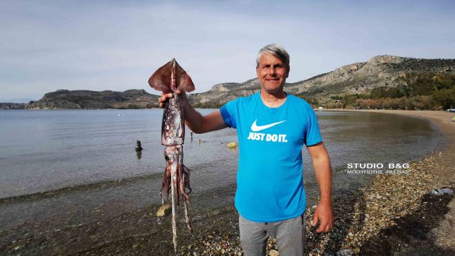 Καλαμάρι 4 κιλών έπιασε ερασιτέχνης ψαράς στο Ναύπλιο (vd)