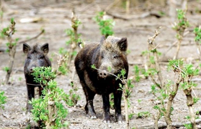 &Alpha;&rho;&kappa;&alpha;&delta;ί&alpha; | &Alpha;&gamma;&rho;&iota;&omicron;&gamma;&omicron;ύ&rho;&omicron;&upsilon;&nu;&alpha; &kappa;&alpha;&tau;&alpha;&sigma;&tau;&rho;έ&phi;&omicron;&upsilon;&nu; &pi;&epsilon;&rho;&iota;&beta;ό&lambda;&iota;&alpha; &kappa;&alpha;&iota; &chi;&omega;&rho;ά&phi;&iota;&alpha; &ndash; &Sigma;&kappa;&omicron;&pi;&iota;έ&sigmaf; &tau;&eta; &nu;ύ&chi;&tau;&alpha; &alpha;&pi;ό &alpha;&gamma;&rho;ό&tau;&epsilon;&sigmaf; &gamma;&iota;&alpha; &nu;&alpha; &tau;&alpha; &delta;&iota;ώ&chi;&nu;&omicron;&upsilon;&nu;! (vd)