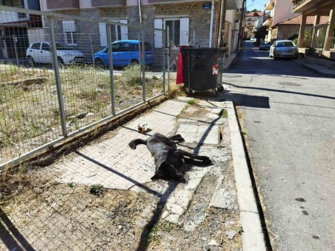 &Alpha;&delta;έ&sigma;&pi;&omicron;&tau;&alpha; | &Nu;έ&epsilon;&sigmaf; &phi;ό&lambda;&epsilon;&sigmaf; &sigma;&tau;&eta;&nu; &Tau;&rho;ί&pi;&omicron;&lambda;&eta; (&epsilon;&iota;&kappa;ό&nu;&epsilon;&sigmaf;)