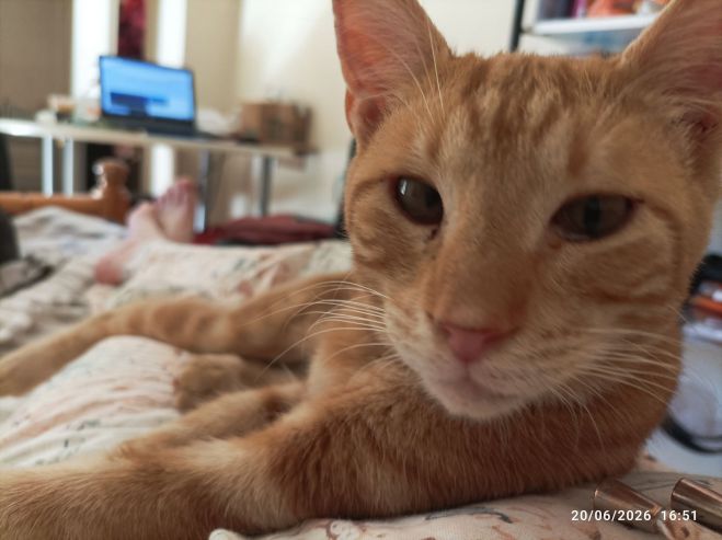 &Tau;&rho;ί&pi;&omicron;&lambda;&eta; | &Alpha;&gamma;&nu;&omicron;&epsilon;ί&tau;&alpha;&iota; &omicron; &gamma;ά&tau;&omicron;&sigmaf; Gigi (Ginger)