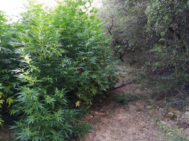 Νέα φυτεία με εκατοντάδες δενδρύλλια κάνναβης εντοπίστηκε στη Μεσσηνία
