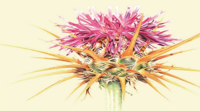 &Sigma;&pi;ά&nu;&iota;&alpha; &kappa;&alpha;&iota; &alpha;&pi;&epsilon;&iota;&lambda;&omicron;ύ&mu;&epsilon;&nu;&alpha; &epsilon;ί&delta;&eta; &chi;&lambda;&omega;&rho;ί&delta;&alpha;&sigmaf; &sigma;&tau;&eta;&nu; &pi;&rho;&omicron;&sigma;&tau;&alpha;&tau;&epsilon;&upsilon;ό&mu;&epsilon;&nu;&eta; &pi;&epsilon;&rho;&iota;&omicron;&chi;ή &Pi;ά&rho;&nu;&omega;&nu;&alpha; &ndash; &Mu;&omicron;&upsilon;&sigma;&tau;&omicron;ύ