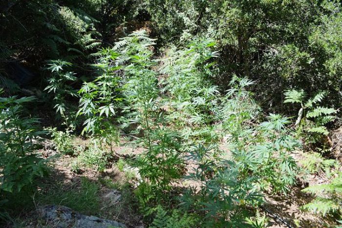 &Phi;&upsilon;&tau;&epsilon;ί&alpha; &mu;&epsilon; 112 &delta;&epsilon;&nu;&delta;&rho;ύ&lambda;&lambda;&iota;&alpha; &kappa;ά&nu;&nu;&alpha;&beta;&eta;&sigmaf; &epsilon;&nu;&tau;&omicron;&pi;ί&sigma;&tau;&eta;&kappa;&epsilon; &sigma;&epsilon; &chi;&omega;&rho;&iota;ό &tau;&eta;&sigmaf; &Kappa;&alpha;&lambda;&alpha;&mu;ά&tau;&alpha;&sigmaf; - &Delta;&epsilon;ί&tau;&epsilon; &beta;ί&nu;&tau;&epsilon;&omicron;!