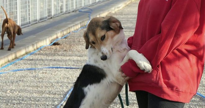 &Alpha;&nu;&omicron;&iota;&chi;&tau;ό &kappa;ά&theta;&epsilon; &Sigma;&alpha;&beta;&beta;&alpha;&tau;&omicron;&kappa;ύ&rho;&iota;&alpha;&kappa;&omicron; &gamma;&iota;&alpha; &epsilon;&theta;&epsilon;&lambda;&omicron;&nu;&tau;έ&sigmaf; &tau;&omicron; &delta;&eta;&mu;&omicron;&tau;&iota;&kappa;ό &kappa;&upsilon;&nu;&omicron;&kappa;&omicron;&mu;&epsilon;ί&omicron; &Tau;&rho;ί&pi;&omicron;&lambda;&eta;&sigmaf;!