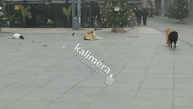 Φιλόζωοι: &quot;Φιλοξενούμε 150 ζωάκια. Το κόστος φτάνει τα 3.000 € το μήνα. Ανύπαρκτος ο Δήμος&quot;