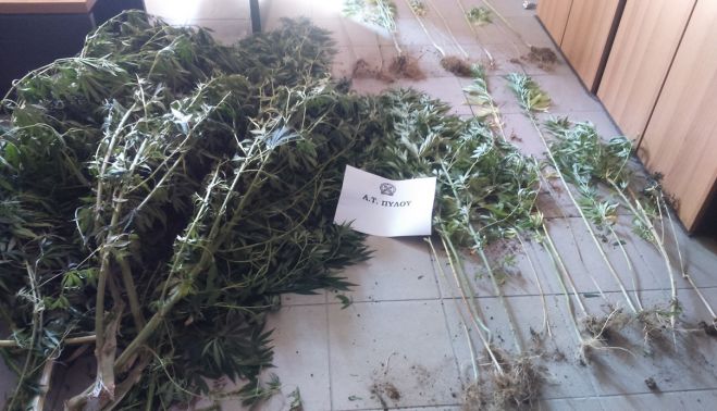 Μεσσηνία - Είχαν δενδρύλλια κάνναβης στο σπίτι και στην αυλή τους!