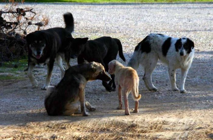 Αδέσποτα ζώα | Στην ιστοσελίδα της ΚΕΔΕ η βεβαίωση κυκλοφορίας