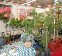 &Sigma;&tau;&omicron; &laquo;&Pi;&alpha;&nu;ό&rho;&alpha;&mu;&alpha;&raquo; &kappa;&alpha;&iota; &eta; &Rho;&omicron;&delta;&iota;ά &tau;&eta;&sigmaf; &Gamma;&omicron;&rho;&tau;&upsilon;&nu;ί&alpha;&sigmaf;!