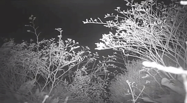 Δείτε το video με το «τέρας» του Μουστού στην Κυνουρία!