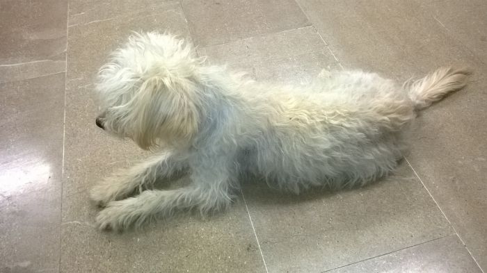 &Pi;&alpha;&nu;έ&mu;&omicron;&rho;&phi;&eta; &sigma;&kappa;&upsilon;&lambda;ί&tau;&sigma;&alpha; &beta;&rho;έ&theta;&eta;&kappa;&epsilon; &sigma;&tau;&omicron; &Kappa;&Tau;&Epsilon;&Lambda; &kappa;&alpha;&iota; ... &psi;ά&chi;&nu;&epsilon;&iota; &sigma;&pi;ί&tau;&iota; (vd)