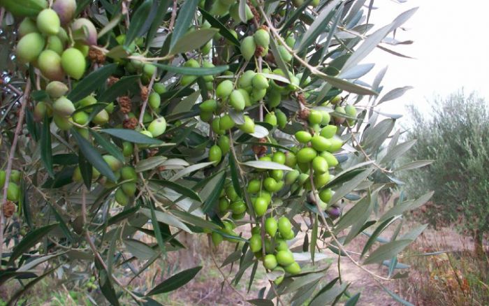 &laquo;&Sigma;&tau;&omicron;&nu; &alpha;έ&rho;&alpha; &kappa;&alpha;&iota; &pi;ά&lambda;&iota; &eta; &delta;&alpha;&kappa;&omicron;&kappa;&tau;&omicron;&nu;ί&alpha;&raquo; &lambda;έ&epsilon;&iota; &tau;&omicron; &Kappa;&Kappa;&Epsilon; &kappa;&alpha;&iota; &epsilon;&tau;&omicron;&iota;&mu;ά&zeta;&epsilon;&iota; &sigma;&upsilon;&gamma;&kappa;έ&nu;&tau;&rho;&omega;&sigma;&eta; &sigma;&tau;&omicron; Ά&sigma;&tau;&rho;&omicron;&sigmaf;!