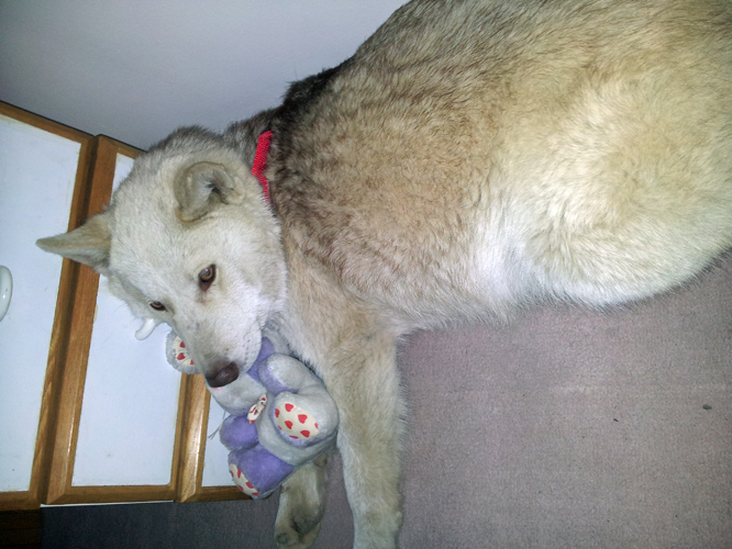 &Chi;ά&theta;&eta;&kappa;&epsilon; &sigma;&kappa;ύ&lambda;&omicron;&sigmaf; &sigma;&tau;&eta;&nu; &Tau;&rho;ί&pi;&omicron;&lambda;&eta;