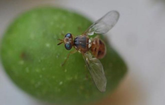 &Eta; &alpha;&pi;ό&phi;&alpha;&sigma;&eta; &gamma;&iota;&alpha; &tau;&eta; &delta;&alpha;&kappa;&omicron;&kappa;&tau;&omicron;&nu;ί&alpha; &sigma;&tau;&eta; &Beta;ό&rho;&epsilon;&iota;&alpha; &Kappa;&upsilon;&nu;&omicron;&upsilon;&rho;ί&alpha; - &Tau;&iota; &theta;&alpha; &iota;&sigma;&chi;ύ&sigma;&epsilon;&iota; &gamma;&iota;&alpha; &kappa;ά&theta;&epsilon; &pi;&epsilon;&rho;&iota;&omicron;&chi;ή