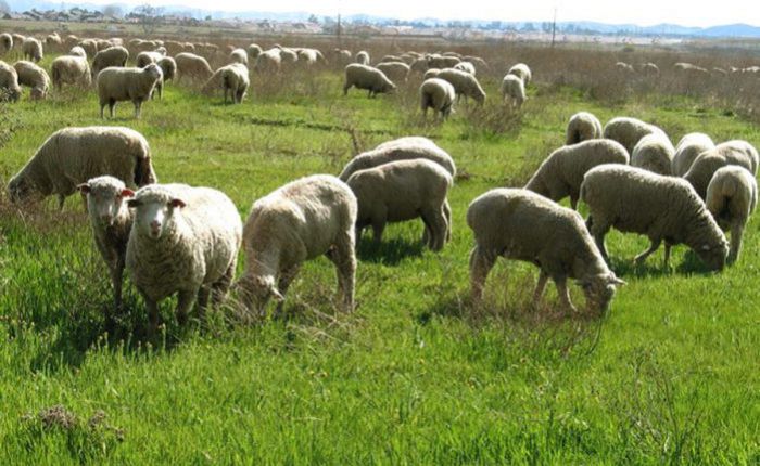 &Beta;ό&rho;&epsilon;&iota;&alpha; &Kappa;&upsilon;&nu;&omicron;&upsilon;&rho;ί&alpha; | &Pi;&alpha;&rho;&alpha;&lambda;&alpha;&beta;ή &epsilon;&nu;&tau;ύ&pi;&omega;&nu; &kappa;&alpha;&tau;&alpha;&nu;&omicron;&mu;ή&sigmaf; &beta;&omicron;&sigma;&kappa;&omicron;&tau;ό&pi;&omega;&nu;