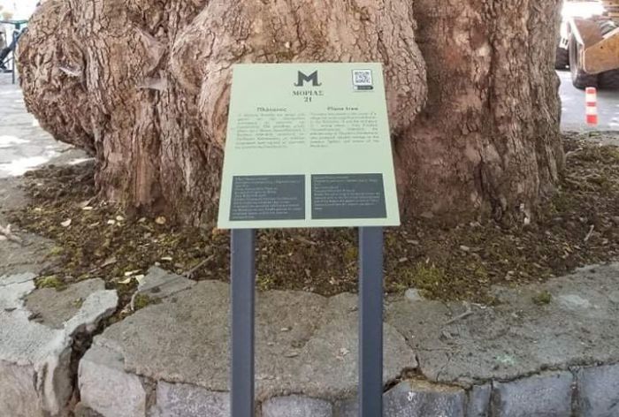 Γορτυνία | Σήμανση υπεραιωνόβιου πλάτανου στα Μαγούλιανα από την Costa Navarino (εικόνες)