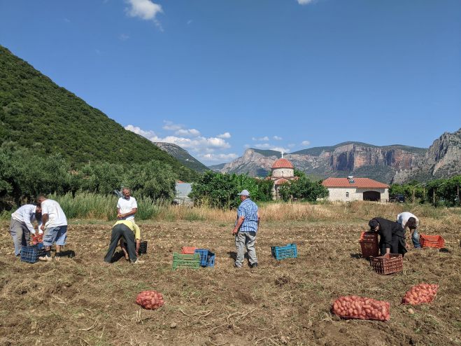 Μαζεύτηκαν οι πατάτες στα κτήματα της Μονής Αγίου Νικολάου Σίντζας στο Λεωνίδιο! (εικόνες)