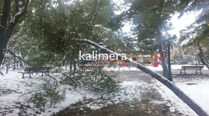 &Pi;&rho;&omicron;&sigma;&omicron;&chi;ή: &Pi;&tau;ώ&sigma;&epsilon;&iota;&sigmaf; &delta;έ&nu;&tau;&rho;&omega;&nu; &sigma;&epsilon; &pi;ά&rho;&kappa;&omicron; &tau;&eta;&sigmaf; &Tau;&rho;ί&pi;&omicron;&lambda;&eta;&sigmaf;! (&epsilon;&iota;&kappa;ό&nu;&epsilon;&sigmaf;)