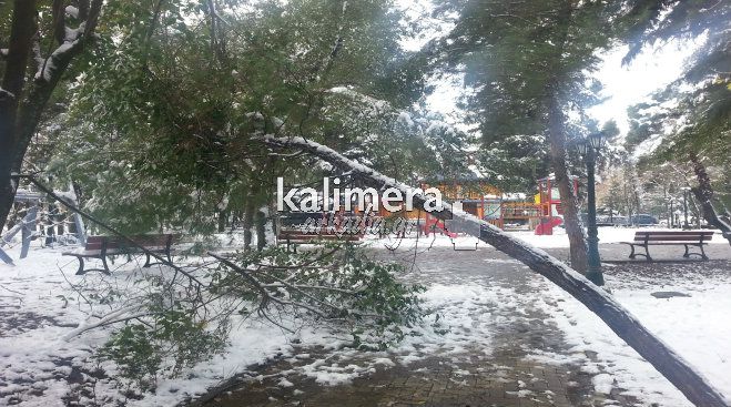 &Pi;&rho;&omicron;&sigma;&omicron;&chi;ή: &Pi;&tau;ώ&sigma;&epsilon;&iota;&sigmaf; &delta;έ&nu;&tau;&rho;&omega;&nu; &sigma;&epsilon; &pi;ά&rho;&kappa;&omicron; &tau;&eta;&sigmaf; &Tau;&rho;ί&pi;&omicron;&lambda;&eta;&sigmaf;! (&epsilon;&iota;&kappa;ό&nu;&epsilon;&sigmaf;)