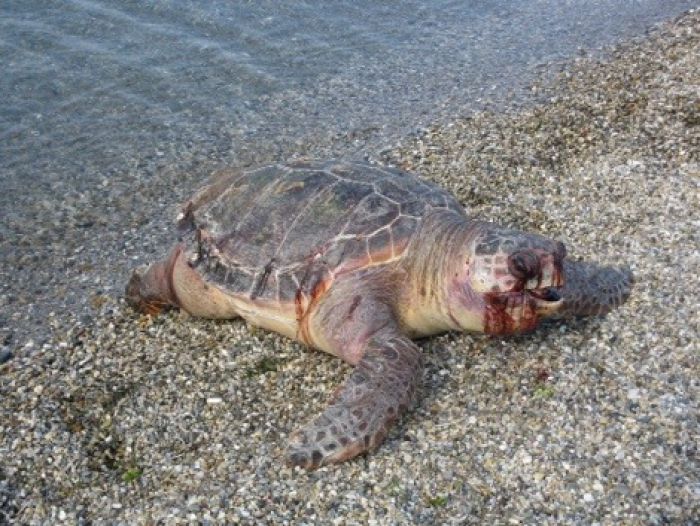 Ακόμα μια θαλάσσια χελώνα βρέθηκε νεκρή στο Παράλιο