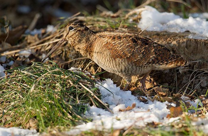 Αγώνας πρακτικού κυνηγιού θα γίνει στο Μαίναλο!