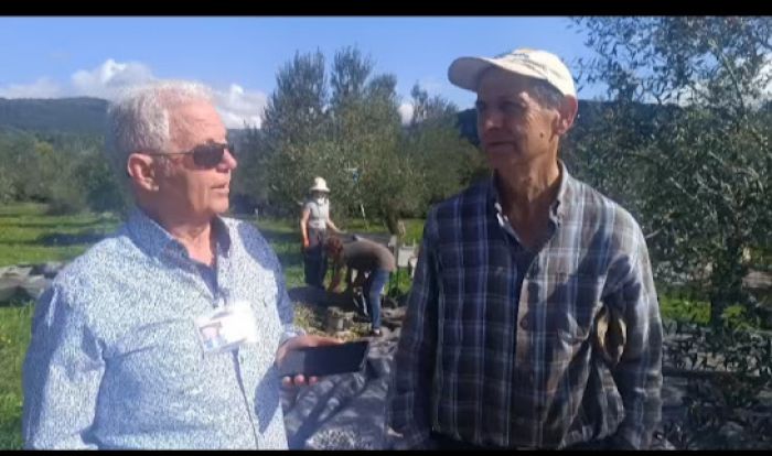 Μάζεμα ελιάς στα Κακουραίικα Αρκαδίας- Τι λενε οι ελαιοπαραγωγοί! (vd)