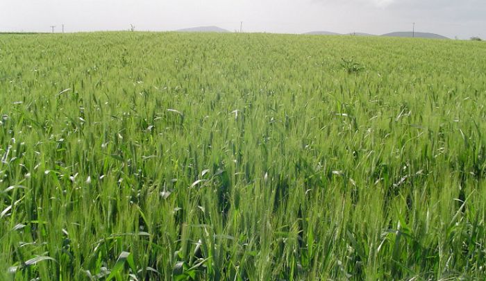 &Kappa;&lambda;&iota;&mu;ά&kappa;&iota;&omicron; &tau;&eta;&sigmaf; &Alpha;&theta;&eta;&nu;&alpha;ϊ&kappa;ή&sigmaf; &Zeta;&upsilon;&theta;&omicron;&pi;&omicron;&iota;ί&alpha;&sigmaf; &epsilon;&pi;&iota;&sigma;&kappa;έ&phi;&theta;&eta;&kappa;&epsilon; &kappa;&alpha;&lambda;&lambda;&iota;έ&rho;&gamma;&epsilon;&iota;&epsilon;&sigmaf; &sigma;&iota;&tau;&eta;&rho;ώ&nu; &sigma;&tau;&eta;&nu; &pi;&epsilon;&rho;&iota;&omicron;&chi;ή &tau;&eta;&sigmaf; &Mu;&alpha;&nu;&tau;&iota;&nu;&epsilon;ί&alpha;&sigmaf;!