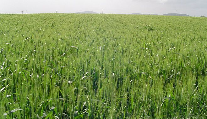 &Kappa;&lambda;&iota;&mu;ά&kappa;&iota;&omicron; &tau;&eta;&sigmaf; &Alpha;&theta;&eta;&nu;&alpha;ϊ&kappa;ή&sigmaf; &Zeta;&upsilon;&theta;&omicron;&pi;&omicron;&iota;ί&alpha;&sigmaf; &epsilon;&pi;&iota;&sigma;&kappa;έ&phi;&theta;&eta;&kappa;&epsilon; &kappa;&alpha;&lambda;&lambda;&iota;έ&rho;&gamma;&epsilon;&iota;&epsilon;&sigmaf; &sigma;&iota;&tau;&eta;&rho;ώ&nu; &sigma;&tau;&eta;&nu; &pi;&epsilon;&rho;&iota;&omicron;&chi;ή &tau;&eta;&sigmaf; &Mu;&alpha;&nu;&tau;&iota;&nu;&epsilon;ί&alpha;&sigmaf;!