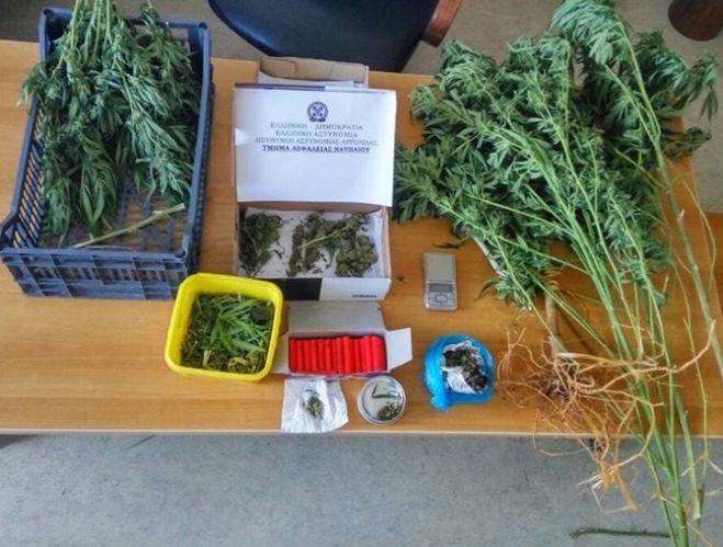 &Alpha;&sigma;&tau;&upsilon;&nu;&omicron;&mu;&iota;&kappa;ό&sigmaf; &sigma;&kappa;ύ&lambda;&omicron;&sigmaf; &epsilon;&nu;&tau;ό&pi;&iota;&sigma;&epsilon; &nu;&alpha;&rho;&kappa;&omega;&tau;&iota;&kappa;ά &sigma;&epsilon; &chi;&omega;&rho;&iota;ό &tau;&eta;&sigmaf; &Alpha;&rho;&gamma;&omicron;&lambda;ί&delta;&alpha;&sigmaf;!