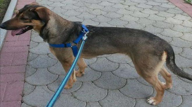 &Chi;ά&theta;&eta;&kappa;&epsilon; &sigma;&kappa;&upsilon;&lambda;ά&kappa;&iota; &sigma;&tau;&omicron; &kappa;έ&nu;&tau;&rho;&omicron; &tau;&eta;&sigmaf; &Tau;&rho;ί&pi;&omicron;&lambda;&eta;&sigmaf; (&epsilon;&iota;&kappa;ό&nu;&epsilon;&sigmaf;)