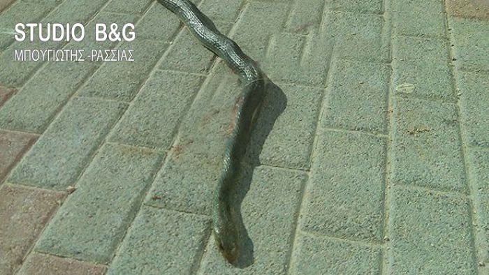Φίδι ... αναστάτωσε το Άργος (εικόνες)