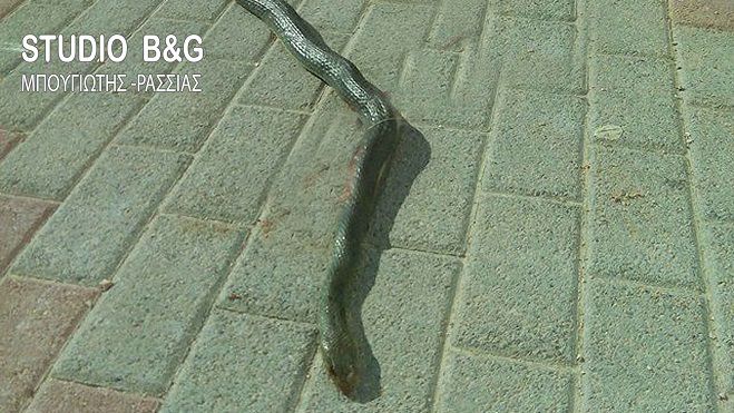 Φίδι ... αναστάτωσε το Άργος (εικόνες)