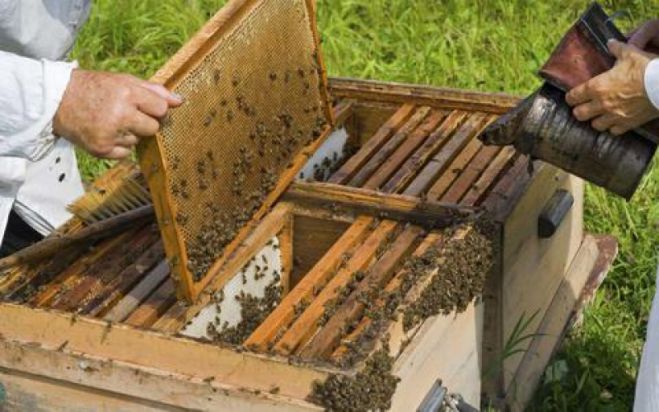 Κέντρο μελισσοκομίας για όλη την Περιφέρεια Πελοποννήσου στην Τρίπολη
