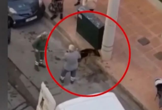 Χειροπέδες στην ιδιοκτήτρια του λυκόσκυλου που κυκλοφορούσε χωρίς λουρί και κατασπάραξε κανίς (vd)