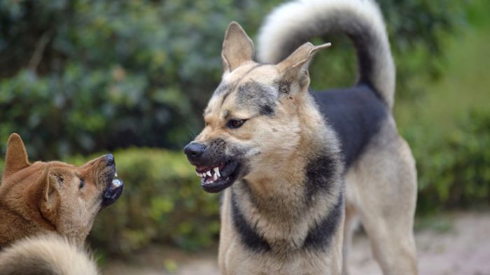 Αποζημίωση 2.000 ευρώ σε γυναίκα για δάγκωμα από σκύλους