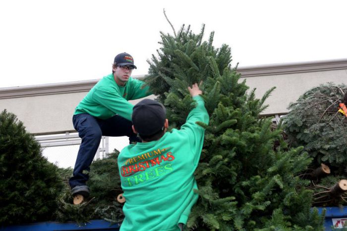 &Alpha;&nu;&alpha;&kappa;ύ&kappa;&lambda;&omega;&sigma;&eta; &phi;&upsilon;&sigma;&iota;&kappa;ώ&nu; &chi;&rho;&iota;&sigma;&tau;&omicron;&upsilon;&gamma;&epsilon;&nu;&nu;&iota;ά&tau;&iota;&kappa;&omega;&nu; &epsilon;&lambda;ά&tau;&omega;&nu; &sigma;&tau;&omicron;&nu; &Delta;ή&mu;&omicron; &Beta;ό&rho;&epsilon;&iota;&alpha;&sigmaf; &Kappa;&upsilon;&nu;&omicron;&upsilon;&rho;ί&alpha;&sigmaf;