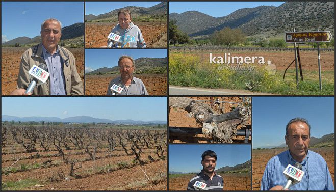 Αμπελώνες: Ο παγετός του Απριλίου κατάστρεψε το μοσχοφίλερο του Ζευγολατιού (vd)