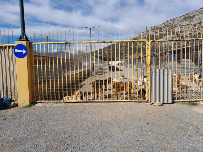 Στο καταφύγιο αδέσποτων στη Νεστάνη ο Σμυρνιώτης: "Απροσδιόριστος αριθμός ζώων, ατσιπάριστα και αστείρωτα ζώα"