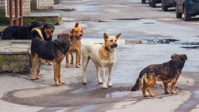 Νέο σχέδιο νόμου για τα ζώα συντροφιάς | Στόχος ο περιορισμός του αριθμού των αδέσποτων