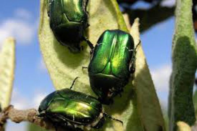 &Beta;&lambda;&alpha;&chi;έ&rho;&nu;&alpha; - &Kappa;&alpha;&tau;&alpha;&sigma;&tau;&rho;&omicron;&phi;έ&sigmaf; &sigma;&tau;&omicron;&nu; &kappa;ά&mu;&pi;&omicron; &alpha;&pi;ό ... &chi;&rho;&upsilon;&sigma;ό&mu;&upsilon;&gamma;&epsilon;&sigmaf;!