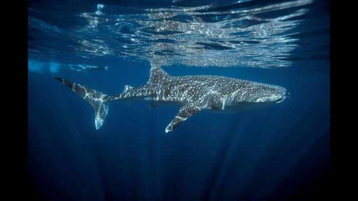 &Lambda;&alpha;&kappa;&omega;&nu;&iota;&kappa;ό&sigmaf; &kappa;ό&lambda;&pi;&omicron;&sigmaf; | &Beta;&gamma;ή&kappa;&epsilon; &gamma;&iota;&alpha; &psi;ά&rho;&epsilon;&mu;&alpha; &kappa;&alpha;&iota; ή&rho;&theta;&epsilon; &alpha;&nu;&tau;&iota;&mu;έ&tau;&omega;&pi;&omicron;&sigmaf; &mu;&epsilon; &kappa;&alpha;&rho;&chi;&alpha;&rho;ί&alpha; 5 &mu;έ&tau;&rho;&omega;&nu;