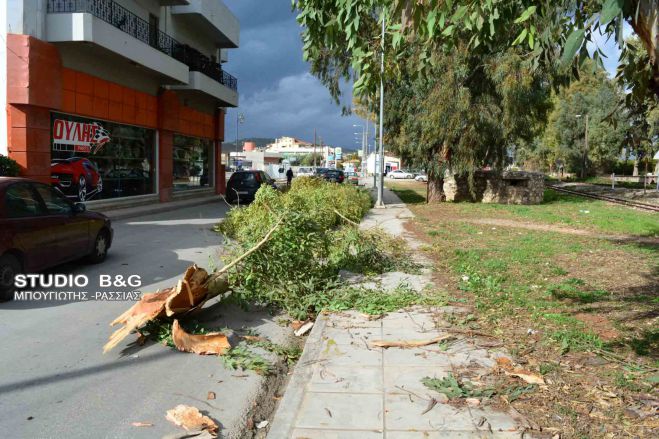 Δυνατός αέρα έριξε δένδρο στην είσοδο του Άργους!