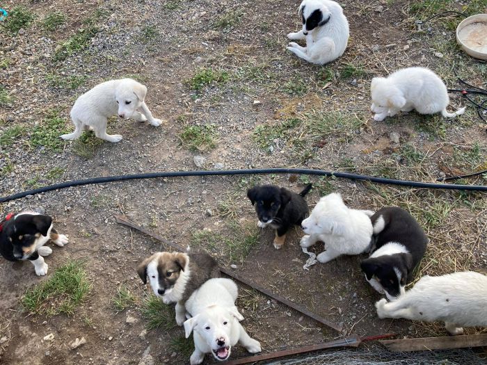 Χαρίζονται 10 αδέσποτα σκυλάκια