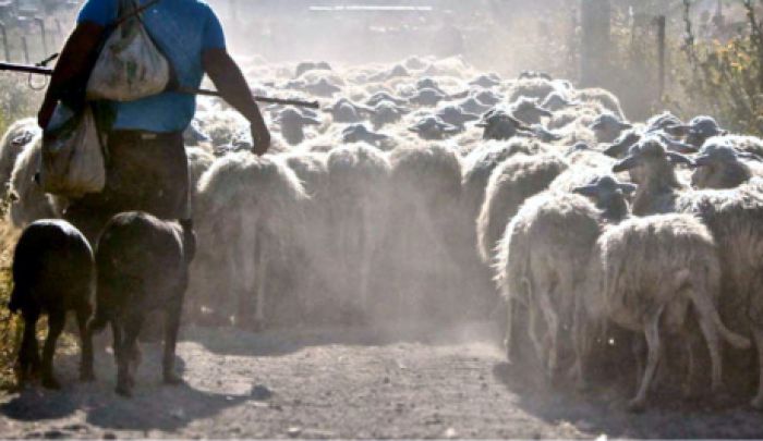 &quot;Μεγάλες οι ευθύνες της Περιφερειακής αρχής για την εξάπλωση του Καταρροϊκού Πυρετού στην Περιφέρεια Πελοποννήσου&quot;!