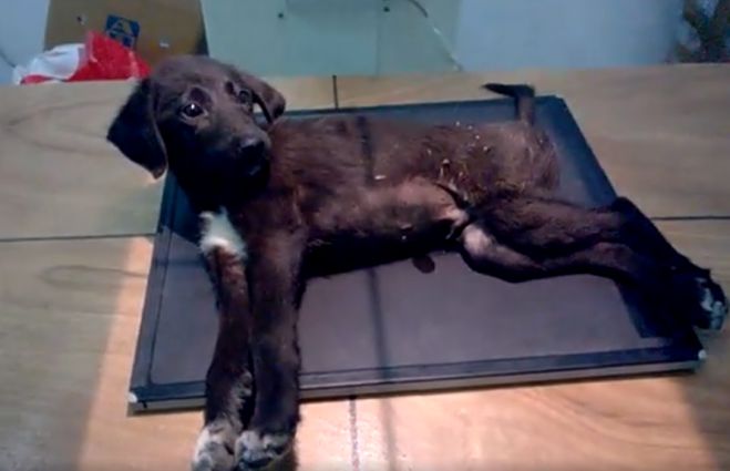 &Alpha;&delta;έ&sigma;&pi;&omicron;&tau;&omicron; &sigma;&tau;&eta;&nu; &Tau;&rho;ί&pi;&omicron;&lambda;&eta; &mu;&epsilon; &kappa;ά&tau;&alpha;&gamma;&mu;&alpha; &sigma;&tau;&eta;&nu; &sigma;&pi;&omicron;&nu;&delta;&upsilon;&lambda;&iota;&kappa;ή &sigma;&tau;ή&lambda;&eta; | &Mu;&pi;&omicron;&rho;&epsilon;ί&tau;&epsilon; &nu;&alpha; &beta;&omicron;&eta;&theta;ή&sigma;&epsilon;&tau;&epsilon; &nu;&alpha; &gamma;ί&nu;&epsilon;&iota; &kappa;&alpha;&lambda;ά; (vd)