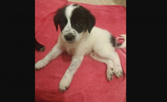 &Chi;&alpha;&rho;ί&zeta;&omicron;&nu;&tau;&alpha;&iota; &sigma;&kappa;&upsilon;&lambda;ά&kappa;&iota;&alpha; (&epsilon;&lambda;&lambda;&eta;&nu;&iota;&kappa;ά &pi;&omicron;&iota;&mu;&epsilon;&nu;&iota;&kappa;ά)