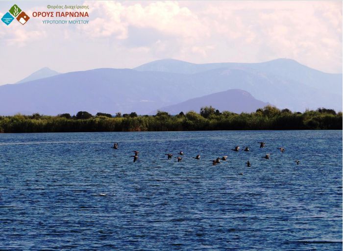 &Pi;&rho;ό&gamma;&rho;&alpha;&mu;&mu;&alpha; &Delta;&iota;&epsilon;&rho;&epsilon;ύ&nu;&eta;&sigma;&eta;&sigmaf; &tau;&eta;&sigmaf; &Gamma;&rho;ί&pi;&eta;&sigmaf; &tau;&omega;&nu; &Pi;&tau;&eta;&nu;ώ&nu;
