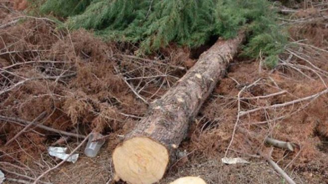 Τραγικό δυστύχημα στην Ελάτη Γορτυνίας | 73χρονος σκοτώθηκε από δέντρο που έκοβε...